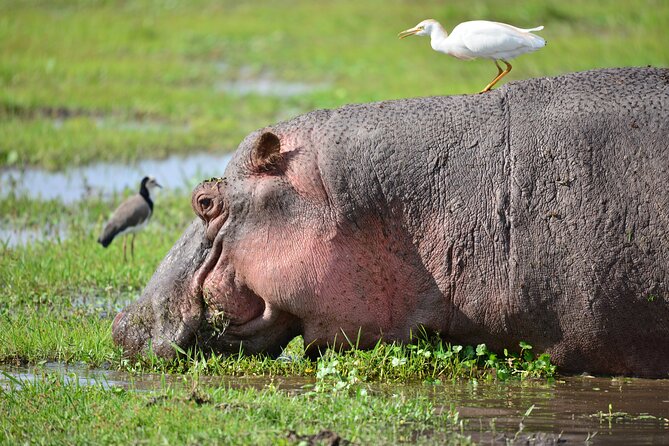 5-Day 4 Nights Masai Mara-L Nakuru-Hells Gate Budget Safari - Frequently Asked Questions