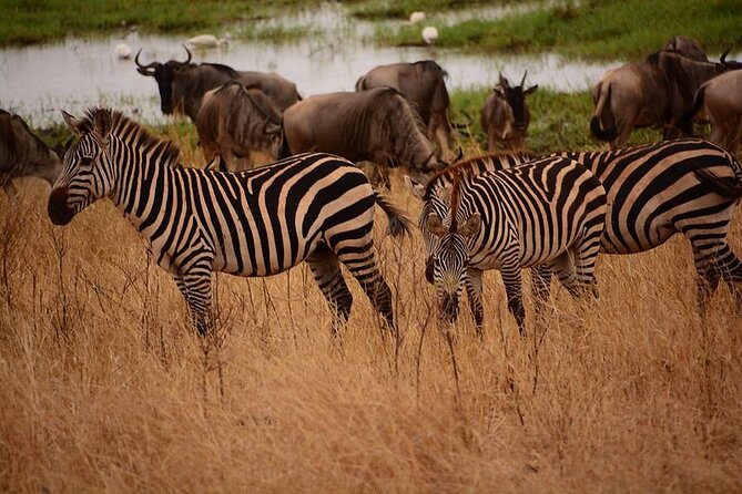 5 Day 4 Nights Private Adventure Camping Norther Tanzania Safari - Wildlife Encounters
