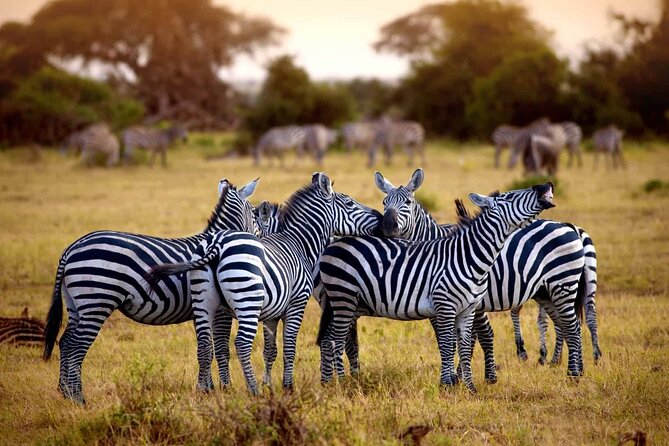 5 Day 4 Nights Private Adventure Camping Norther Tanzania Safari - Accommodation and Meals