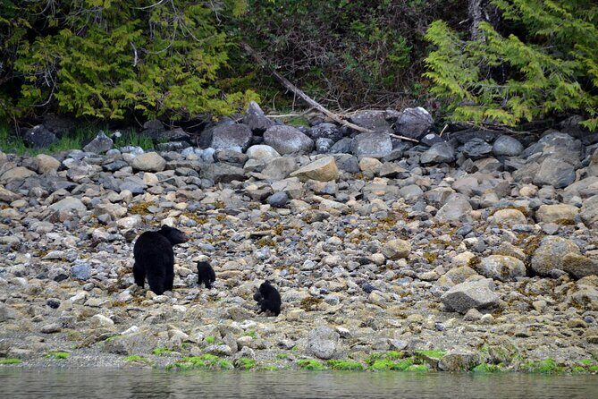 5-Day Adventure Tour in Vancouver Island Exploration - Practicalities and Value