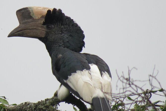 5-Day Bwindi Gorilla and Chimpanzee Trekking Safari in Uganda - Transportation and Pickup Details