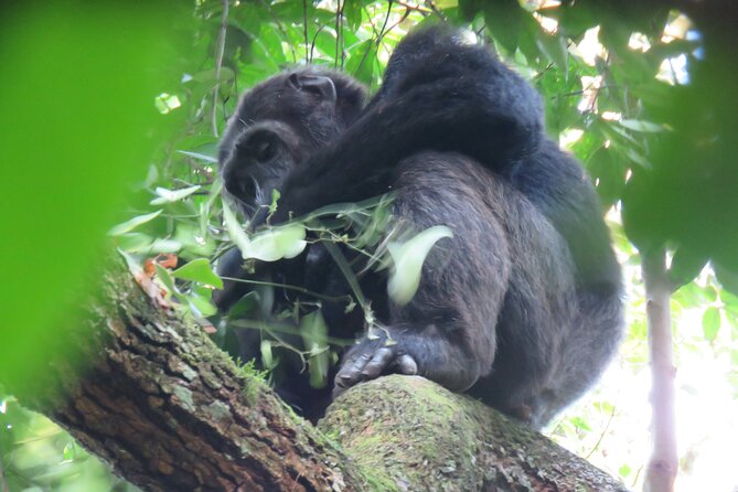 5-Day Bwindi Gorilla and Chimpanzee Trekking Safari in Uganda - The Sum Up