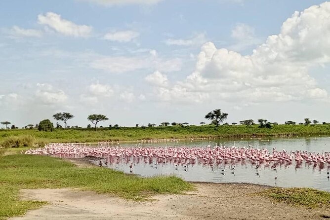 5 Day Camping Safari to Lake Manyara, Serengeti and Ngorongoro Crater - Customer Reviews