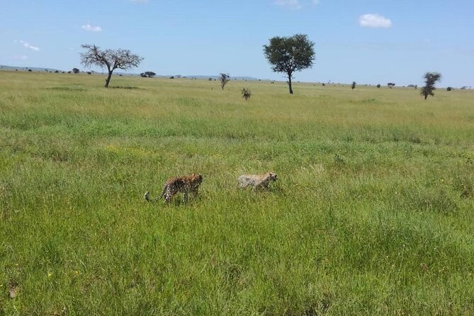 5 Day Camping Safari to Lake Manyara, Serengeti and Ngorongoro Crater - Frequently Asked Questions