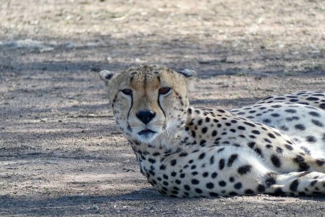 5 Day Camping Safari to Lake Manyara, Serengeti and Ngorongoro Crater - The Sum Up