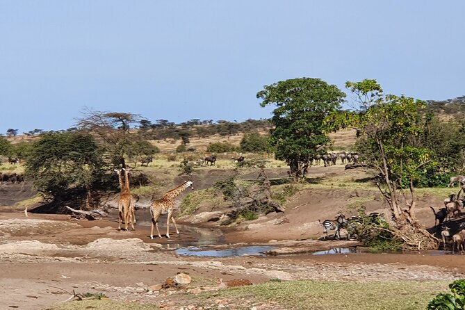 5 Day Classic Safari Cats Calves and Crater - Frequently Asked Questions