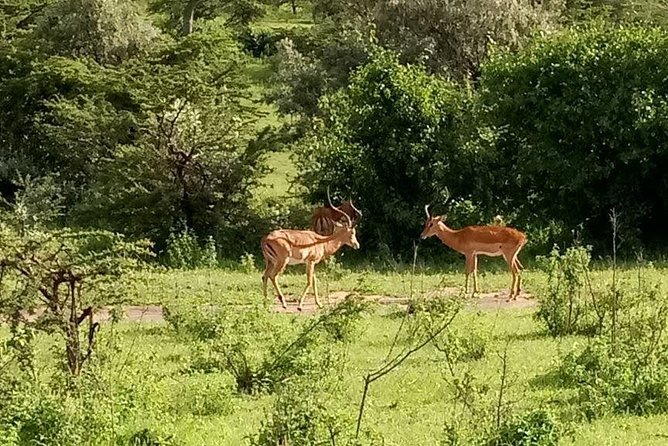 5-Day Crescent Island, Hell'S Gate, Naivasha, Amboseli National Park - Cancellation Policy