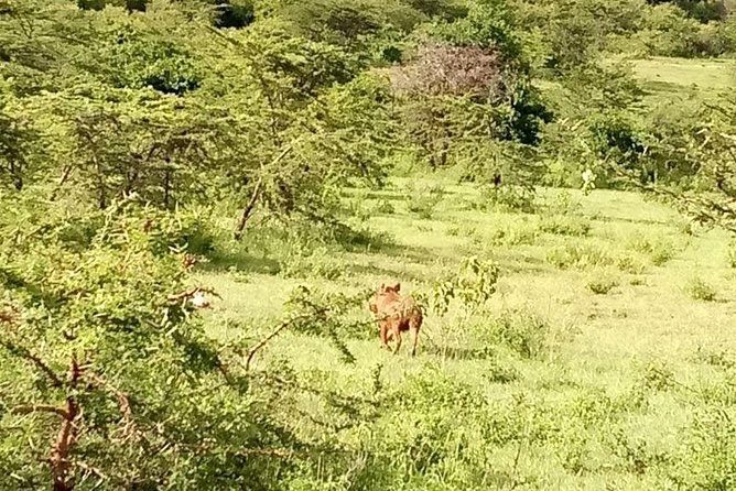 5-Day Crescent Island, Hell'S Gate, Naivasha, Amboseli National Park - The Sum Up