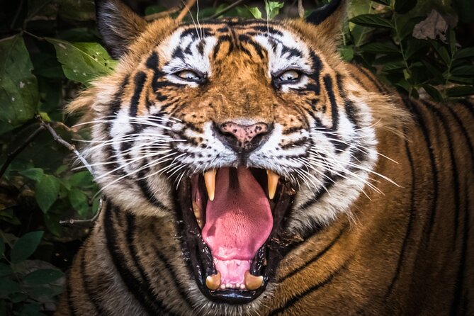 5 Day Delhi Agra Jaipur With Ranthambore-Taj Mahal Sunrise/Sunset - Itinerary Overview