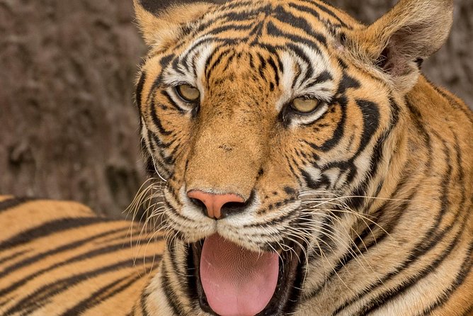 5 Day Delhi Agra Jaipur With Ranthambore-Taj Mahal Sunrise/Sunset - Accommodation Details