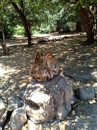 5 Day Desert Tour From Fes to Marrakech With Erg Chebbi Dunes , Camel Trekking - What To Expect During the Tour