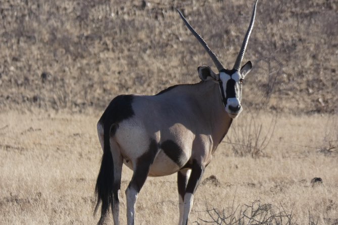 5 Day Etosha Safari Private Guided Tour Namibia - Good To Know