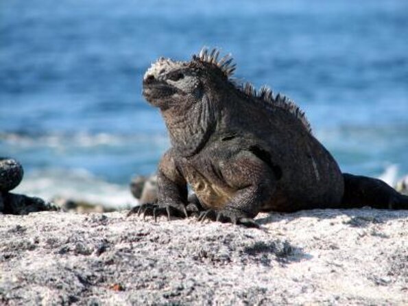 5-Day Galapagos Islands Cruise: Itinerary a (West) Aboard the Monserrat Yacht - Day 1: Baltra Island Arrival