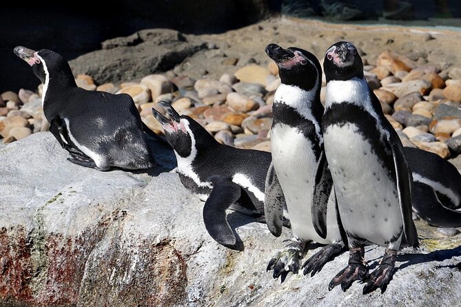 5-Day Galapagos Islands Cruise: Itinerary a (West) Aboard the Monserrat Yacht - Day 2: Genovesa Island Exploration