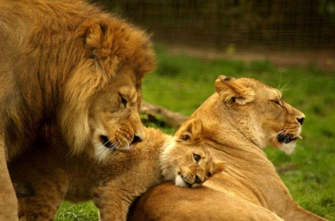 5 Day Garden Route Tour From Cape Town + Addo National Park - Accommodations and Meals