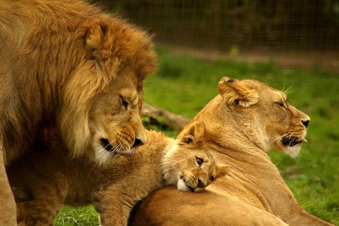 5-Day Garden Route Tour From Cape Town and Addo National Park - Itinerary Overview