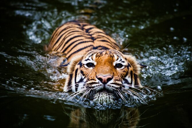 5 Day Golden Triangle With Ranthambore Tigers-Taj Sunrise/Sunset - Accommodation Details