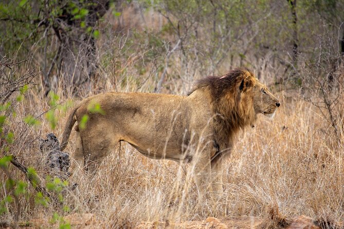 5 Day Immersive Kruger National Park Safari - Good To Know