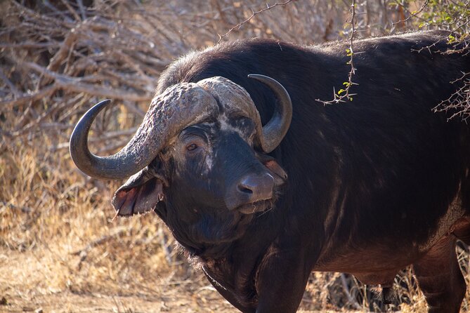 5 Day Immersive Kruger National Park Safari - Itinerary Highlights
