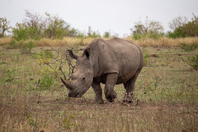 5 Day Immersive Kruger National Park Safari - Important Reminders