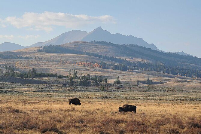 5-day In-Depth Yellowstone and Grand Teton National Park Tour - FAQ Section