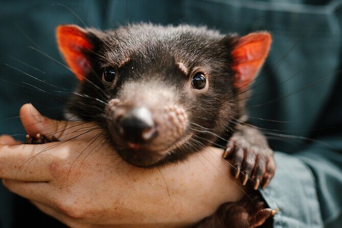 5 Day Island Icons Tassie Day Tour Bundle - Who Is This Tour Best For?