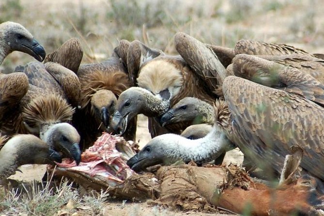 5 Day Join Group Serengeti, Ngorongoro, Tarangire and Lake Manyara - Reviews and Ratings