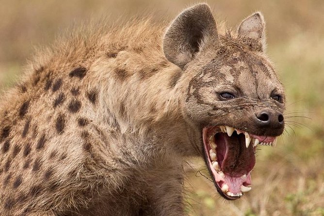 5 Day Join Group Serengeti, Ngorongoro, Tarangire and Lake Manyara - The Sum Up