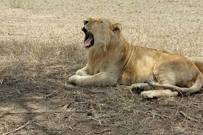 5 Day Kenya Budget Camping Group Safari Tour - Meal Inclusions