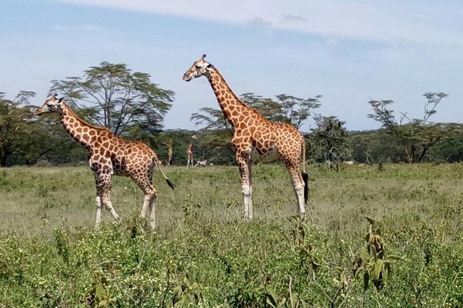5 Day Kenya Budget Camping Group Safari Tour - Pickup Information