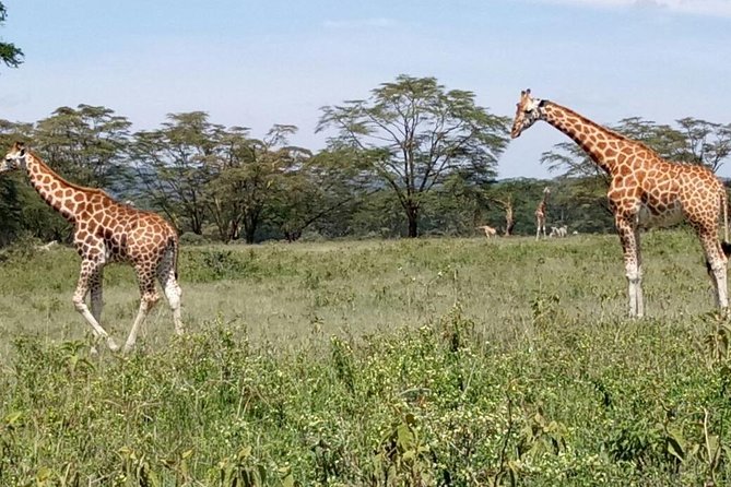 5 Day Kenya Budget Camping Group Safari Tour - Booking Process