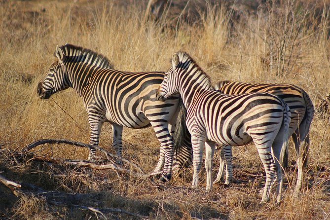 5 Day Kruger Park Budget Safari - Itinerary Overview