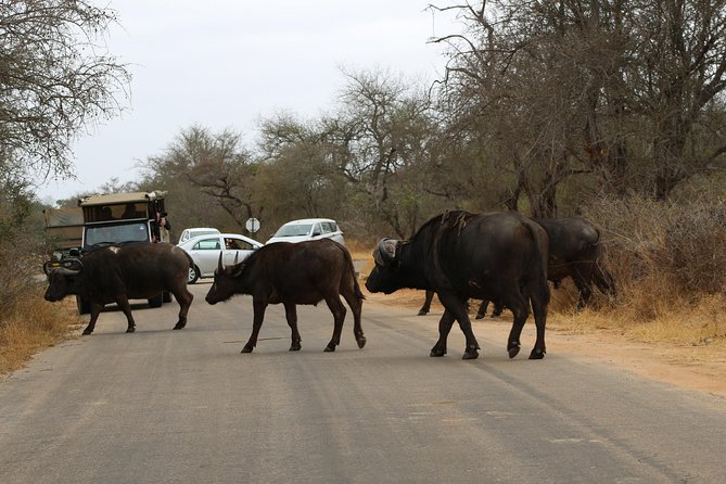 5 Day Kruger Park Classic Safari - Day 1: Arrival and Orientation