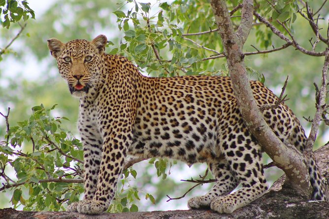 5 Day Kruger Park Classic Safari - Day 2: Game Drives and Wildlife Encounters