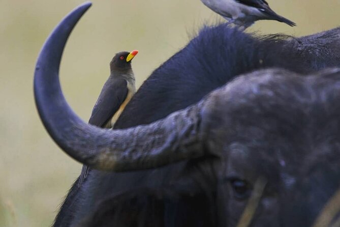 5-Day Lakes and Masai Mara Plains 4 X 4 Safari - Frequently Asked Questions