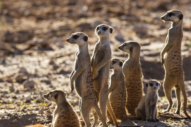 5-day Luxury Perfect Picturesque Garden Route Tour - Tour Highlights