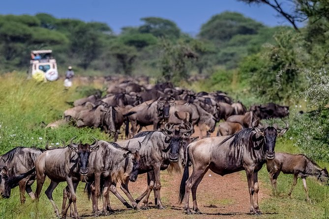 5 Day Luxury Safari Serengeti,Ngorongoro, Lake Manyara, Tarangire National Park - Additional Information