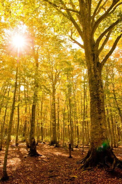 5-Day Luxury Wellness Retreat Tour in Tohoku, Japan - Booking and Cancellation Policy