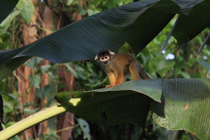 5-Day Manu Jungle All-Inclusive Small-Group Wildlife Tour  - Cusco - Reviews and Ratings