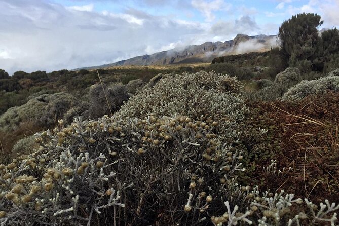 5 Day Marangu Route - Pricing and Reviews Information