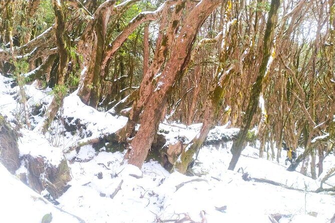 5 Day Mardi Himal Base Camp Trek in Pokhara - An In-Depth Look at the Mardi Himal Trek Experience