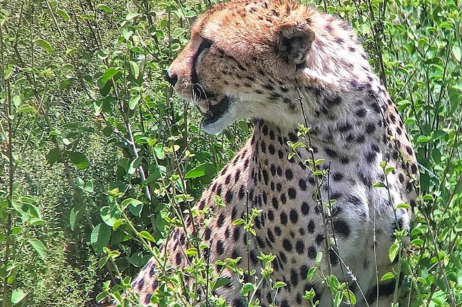 5 Day Masai Mara Budget Tented Camping Safari From Nairobi - Good To Know