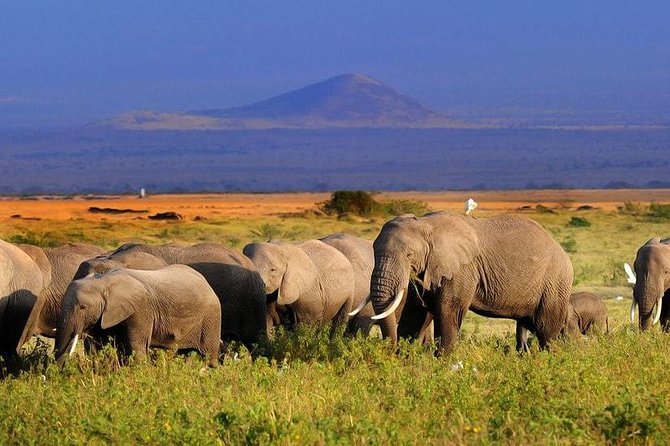 5 Day Masai Mara Budget Tented Camping Safari From Nairobi - Additional Information