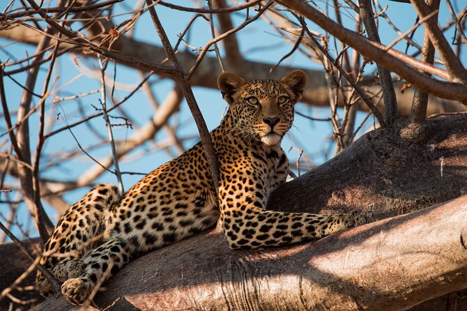 5-Day Mid-Range Safari in Tanzania - Wildlife Encounters