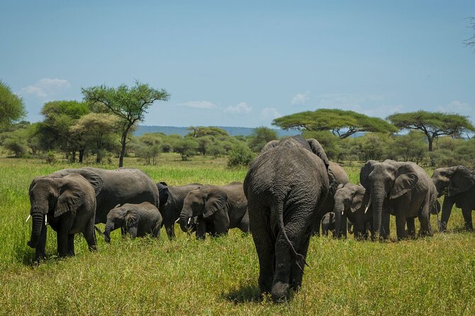 5-Day Mid-Range Safari in Tanzania - Packing Essentials