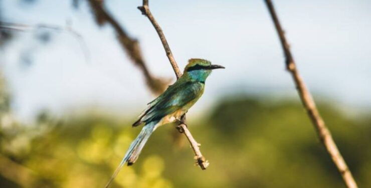 5-Day Nature Wildlife Photography Retreat - Retreat Overview