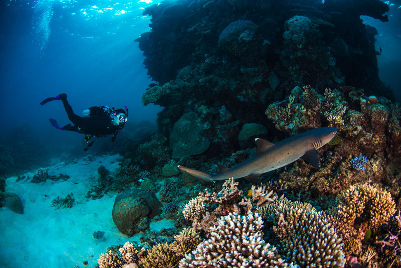 5 Day PADI Learn to Dive in Cairns - Day five: three more sessions before Cairns