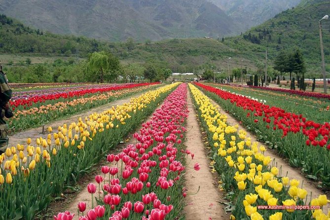 5 Day Paradise Kashmir Tour - Included Activities
