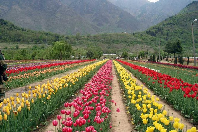 5 Day Paradise Kashmir Tour - Pricing and Reviews