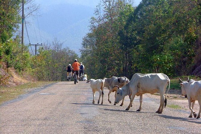 5-Day Private Bicycle Tour Chiang Mai and Surroundings - Tour Details